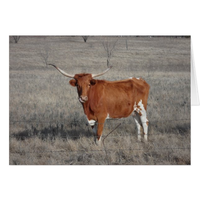 Longhorn Vache Licking Nose (Devant horizontal)