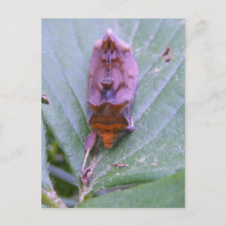 Looper moth ~ carte postale