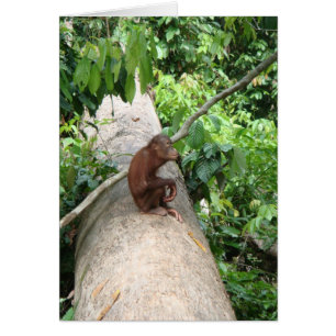 L'orang-outan oublie