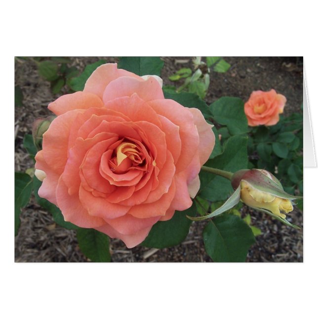 L'orange s'est levée (Devant horizontal)