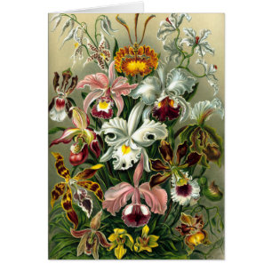 L'Orchidaceae d'Ernst Haeckel