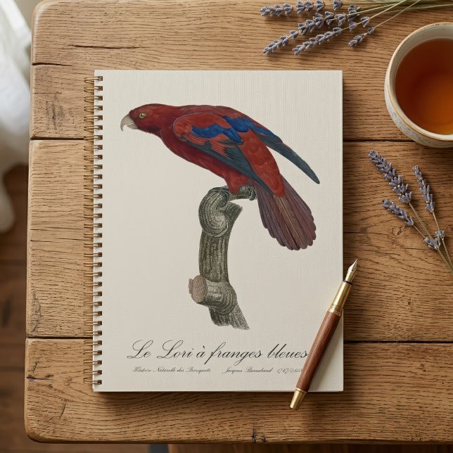 Lori à queue brune, Trichoglossus borneus (Long-Tailed Red Lory, Trichoglossus borneus. Planner )