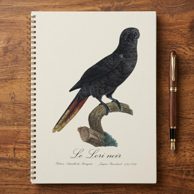 Lori noir ou Lori à bec rouge, Chalcopsitta atra (Black Lory or Red-Quilled Lory, Chalcopsitta atra. Planner )