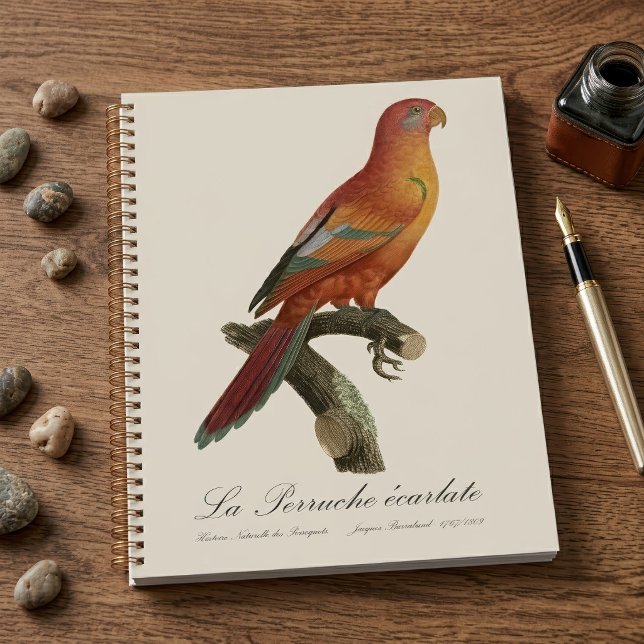 Lori rouge ou Eos Bornea, Trichoglossus borneus (Red Lory or Eos Bornea, Trichoglossus borneus. Planner)