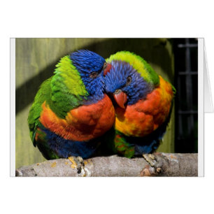 Lorikeets dans l'amour