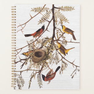 L'Oriole du verger d'Audubon dans le Criquet de mi