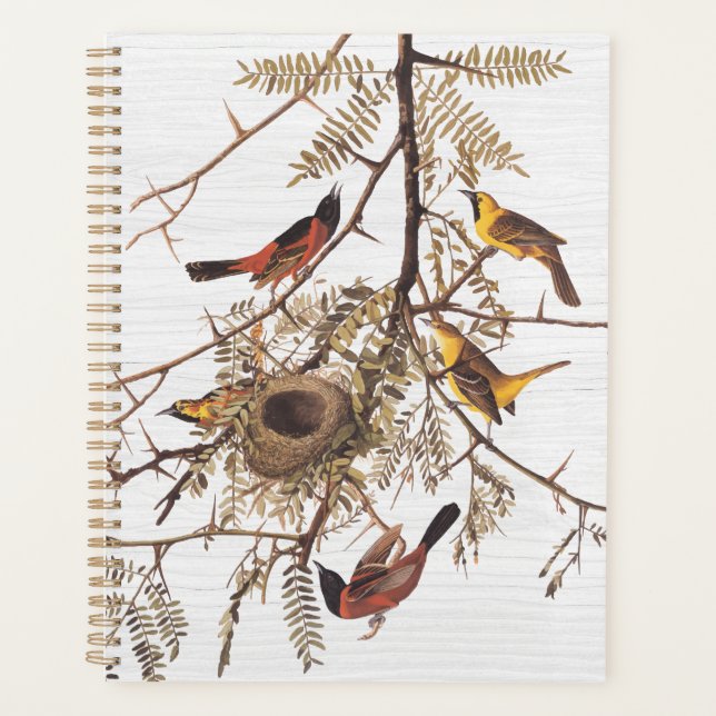 L'Oriole du verger d'Audubon dans le Criquet de mi (Devant)