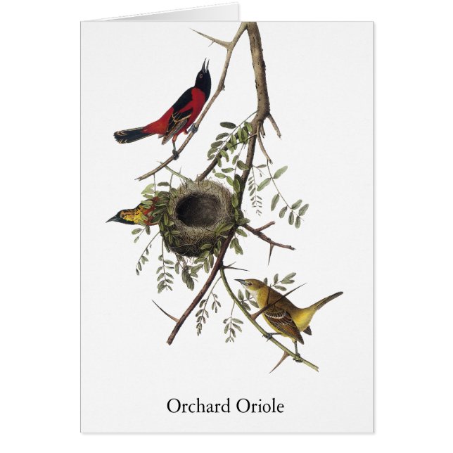 Loriot de verger - John James Audubon (Devant)