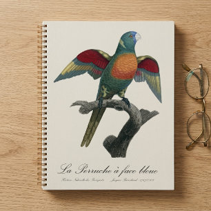 Loriquet à tête bleue, Trichoglossus haematodus