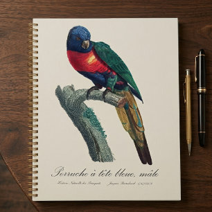 Loriquet arc-en-ciel mâle, Trichoglossus Moluccanu