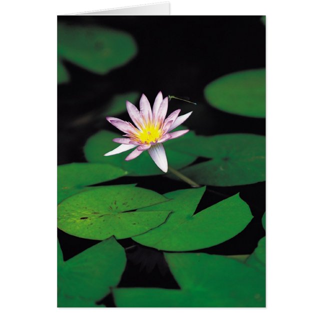 Lotus (Devant)