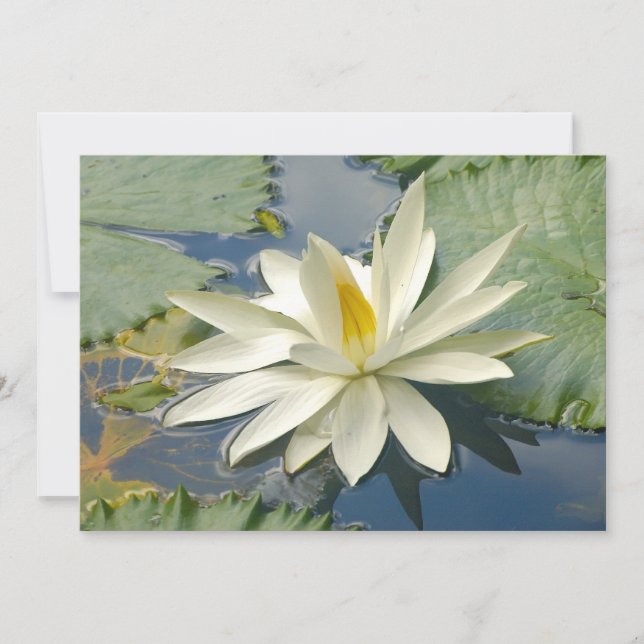 Lotus blanc (Devant)