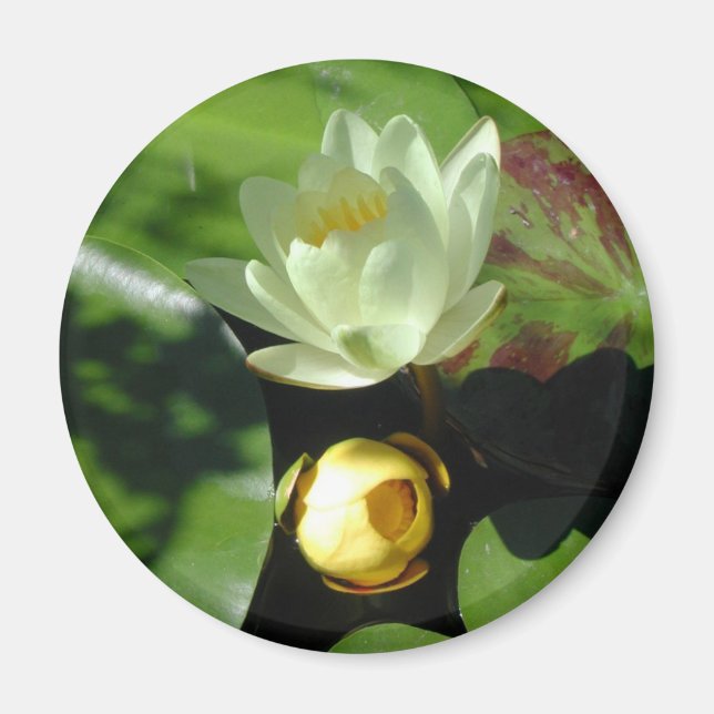 Lotus Blossom Magnet (Devant)