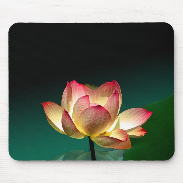 Lotus en pleine floraison, tapis de souris (Devant)