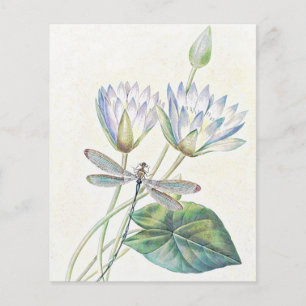 Lotus et libellule