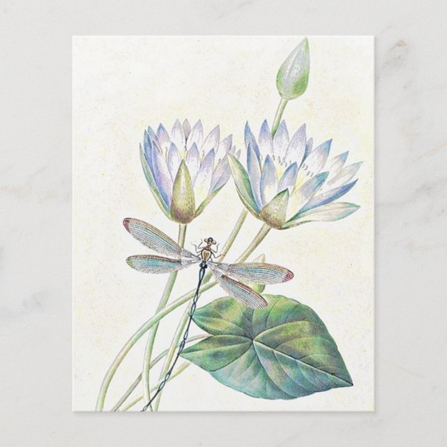 Lotus et libellules (Devant)