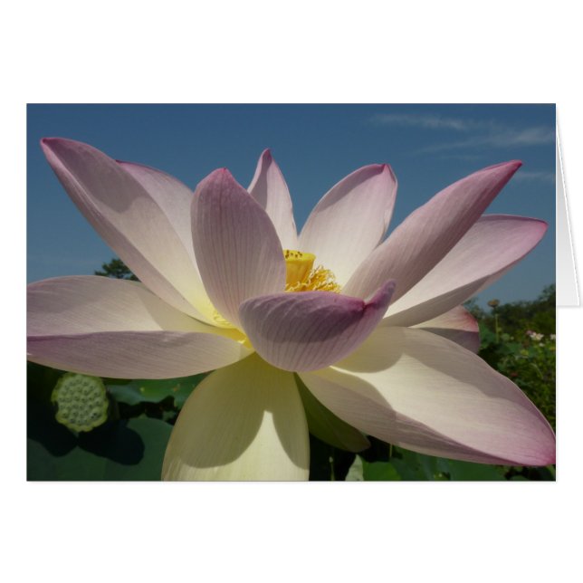 Lotus Flower et Blue Sky I (Devant horizontal)