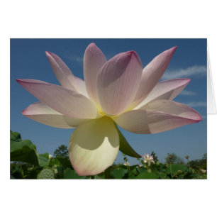 Lotus Flower et Blue Sky II