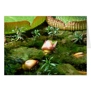 Lotus Flowers, Belle Nature / Voyage Asie