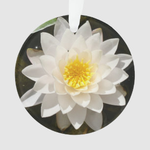 Lotus Nymphéa Flottant