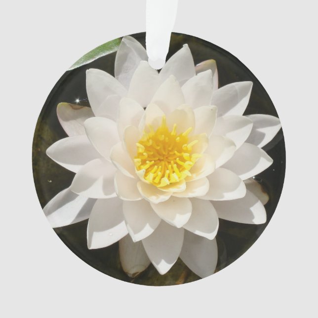 Lotus Nymphéa Flottant (devant)