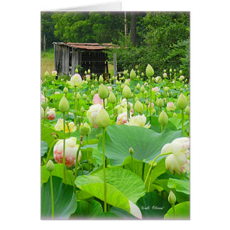 Lotus Pond plein de fleurs florissantes