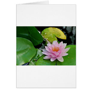 Lotus rose