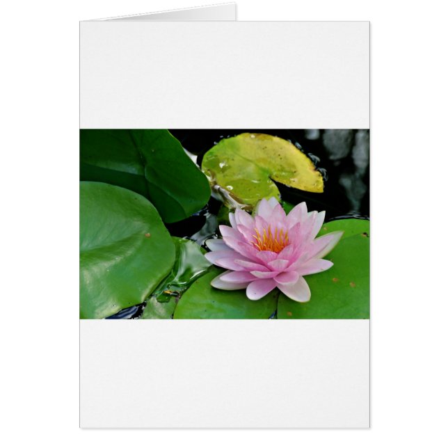 Lotus rose (Devant)