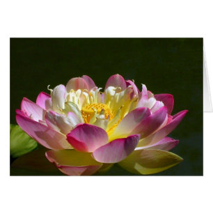 Lotus rose