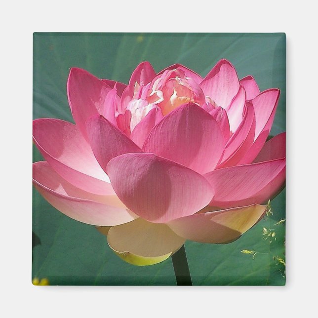 Lotus rose - Réfrigérateur Magnet (Devant)