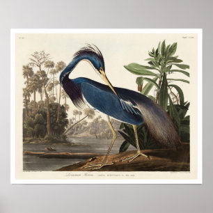 Louisiana Heron par Audubon Poster