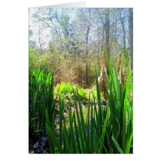 Louisiana Iris, Creek Side (Devant)