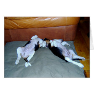 Lounging de chiots de beagle