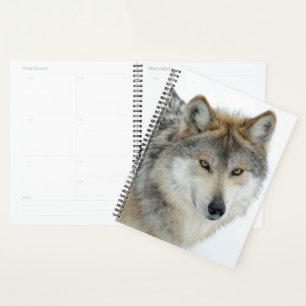 Loup