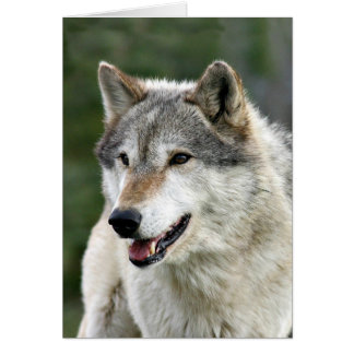 Loup