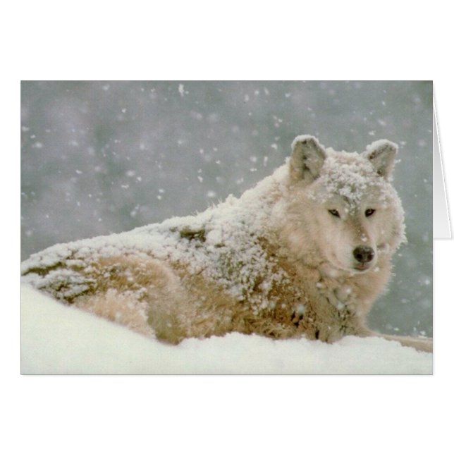 Loup à neiges (Devant horizontal)