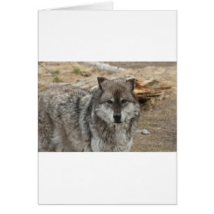 loup animal visage yeux canin forêt zoo parc