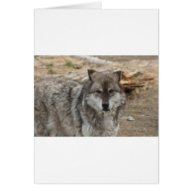 loup animal visage yeux canin forêt zoo parc (Devant)