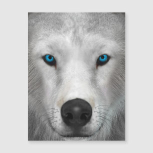 Loup arctique