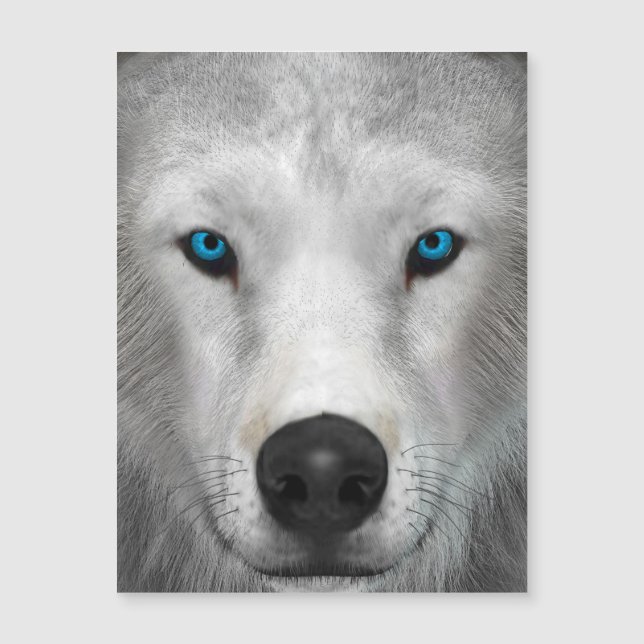 Loup arctique (Devant)