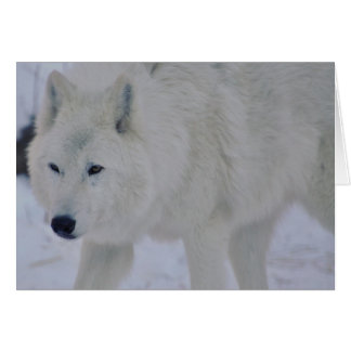Loup arctique