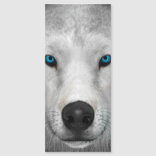 Loup Arctique