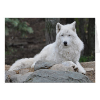 Loup arctique