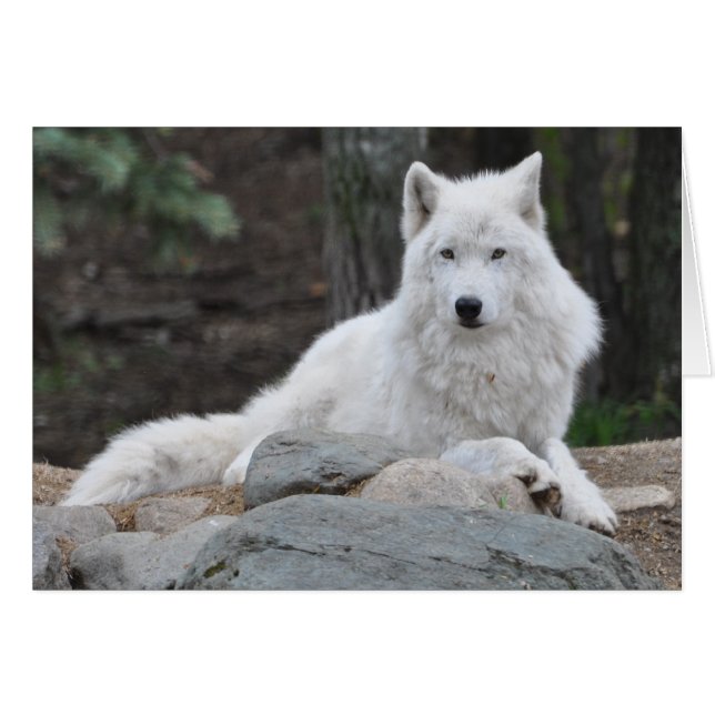 Loup arctique (Devant horizontal)