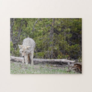 Loup dans le puzzle de Yellowstone