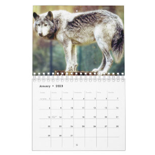 Loup du calendrier
