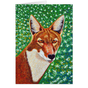 Loup éthiopien
