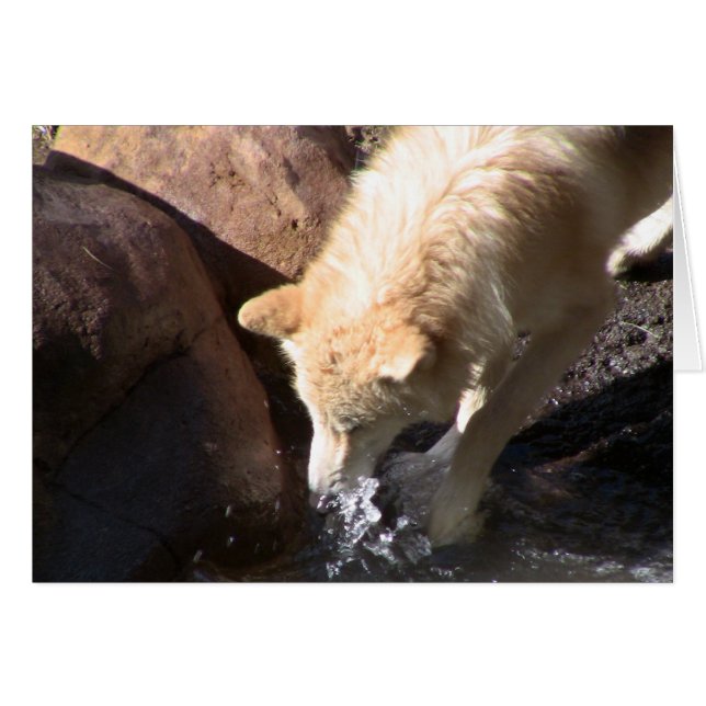 Loup gris (Devant horizontal)