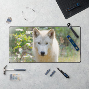 Loup Gris, Belle Photographie Canine