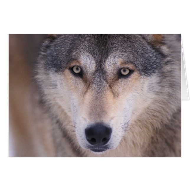 loup gris, Canis lupus, gros plan sur les yeux (Devant horizontal)